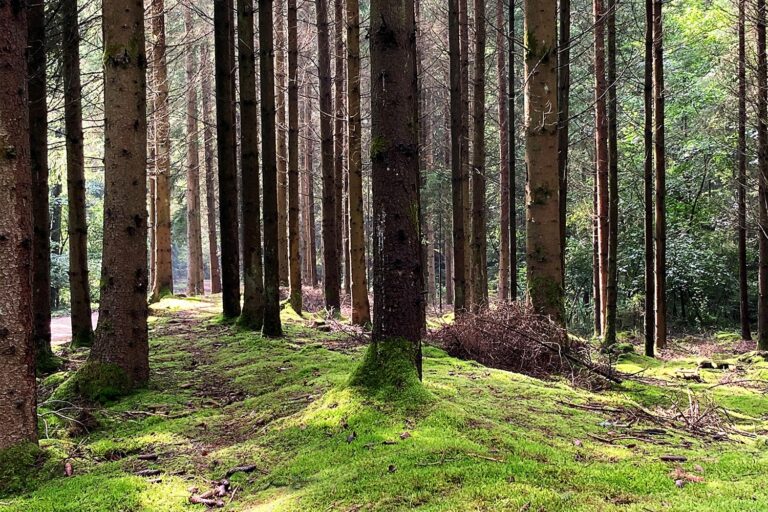 „Ihr Wald fit für die Zukunft“